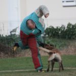 activités canines : Ring